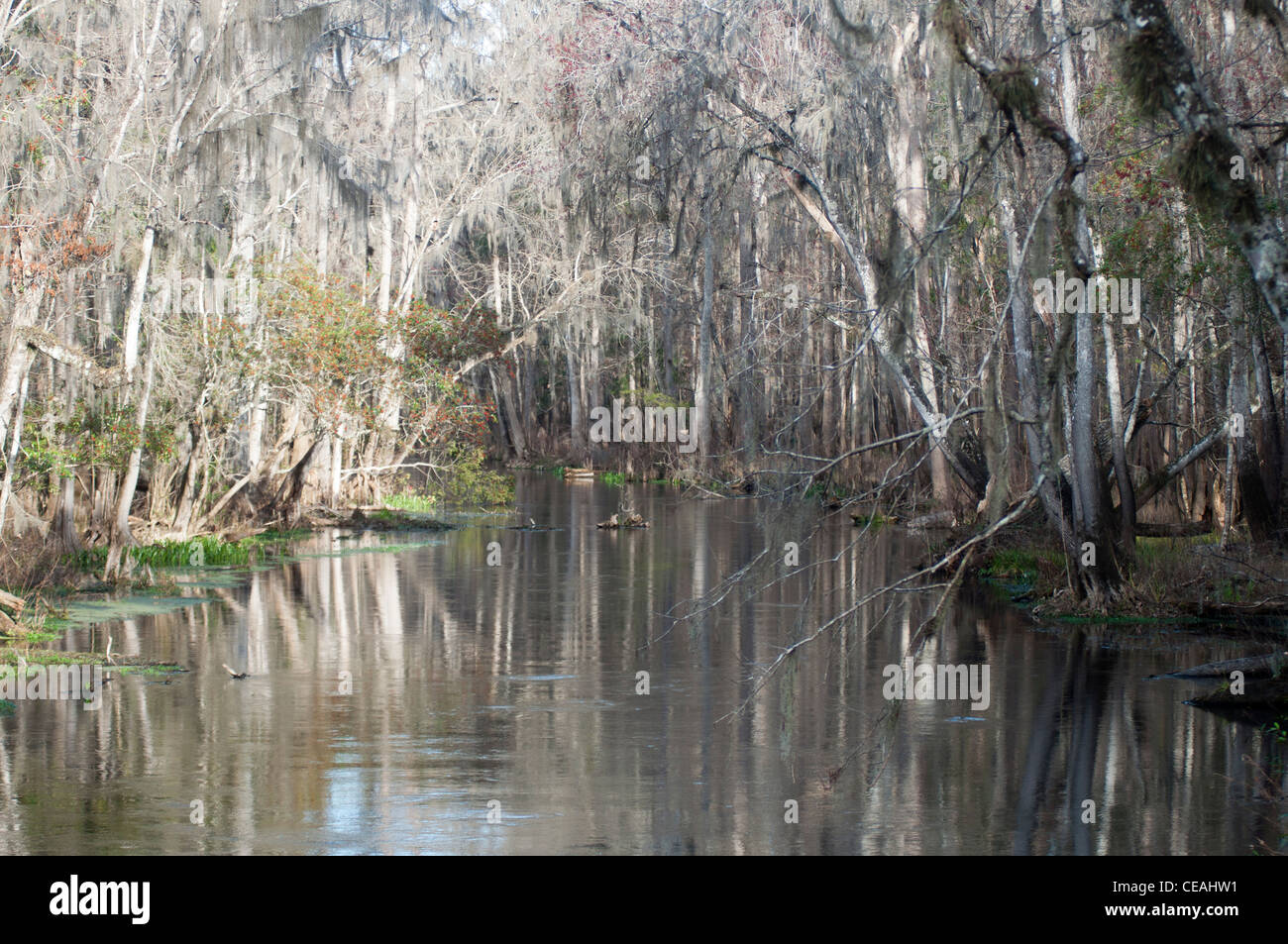 Ichetucknee river at Winter, Ichetucknee Springs State Park, Florida