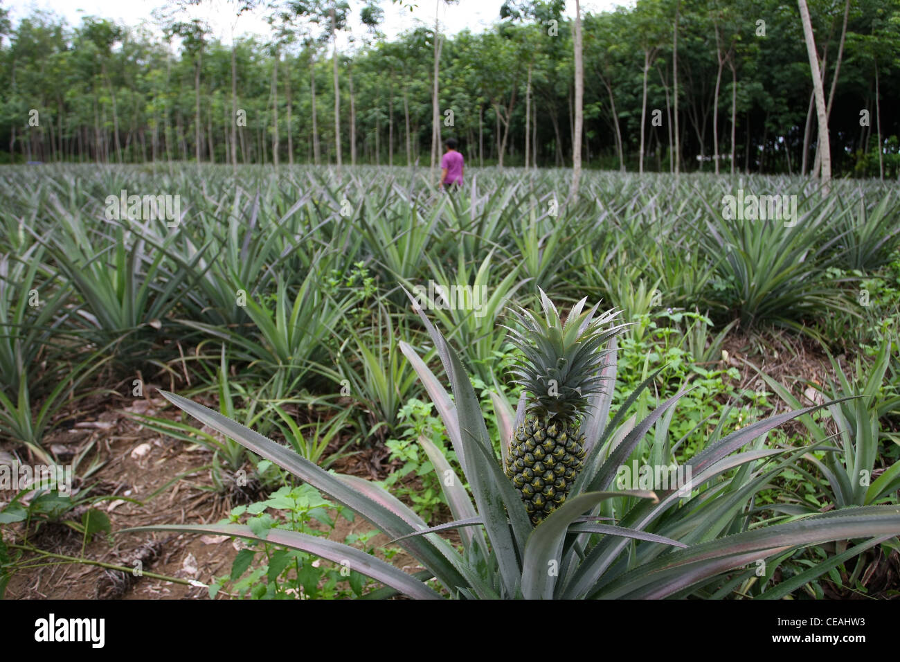 Pineapple plantation in Phuket, Thailand Stock Photo Alamy