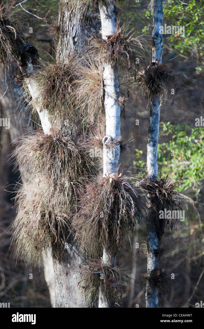 Southern Needleleaf, Needle-leaf airplant, Tillandsia setacea growing on tree, Ichetucknee Springs State Park, Florida, USA Stock Photo