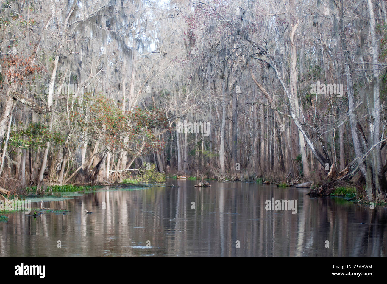 Ichetucknee river at Winter, Ichetucknee Springs State Park, Florida