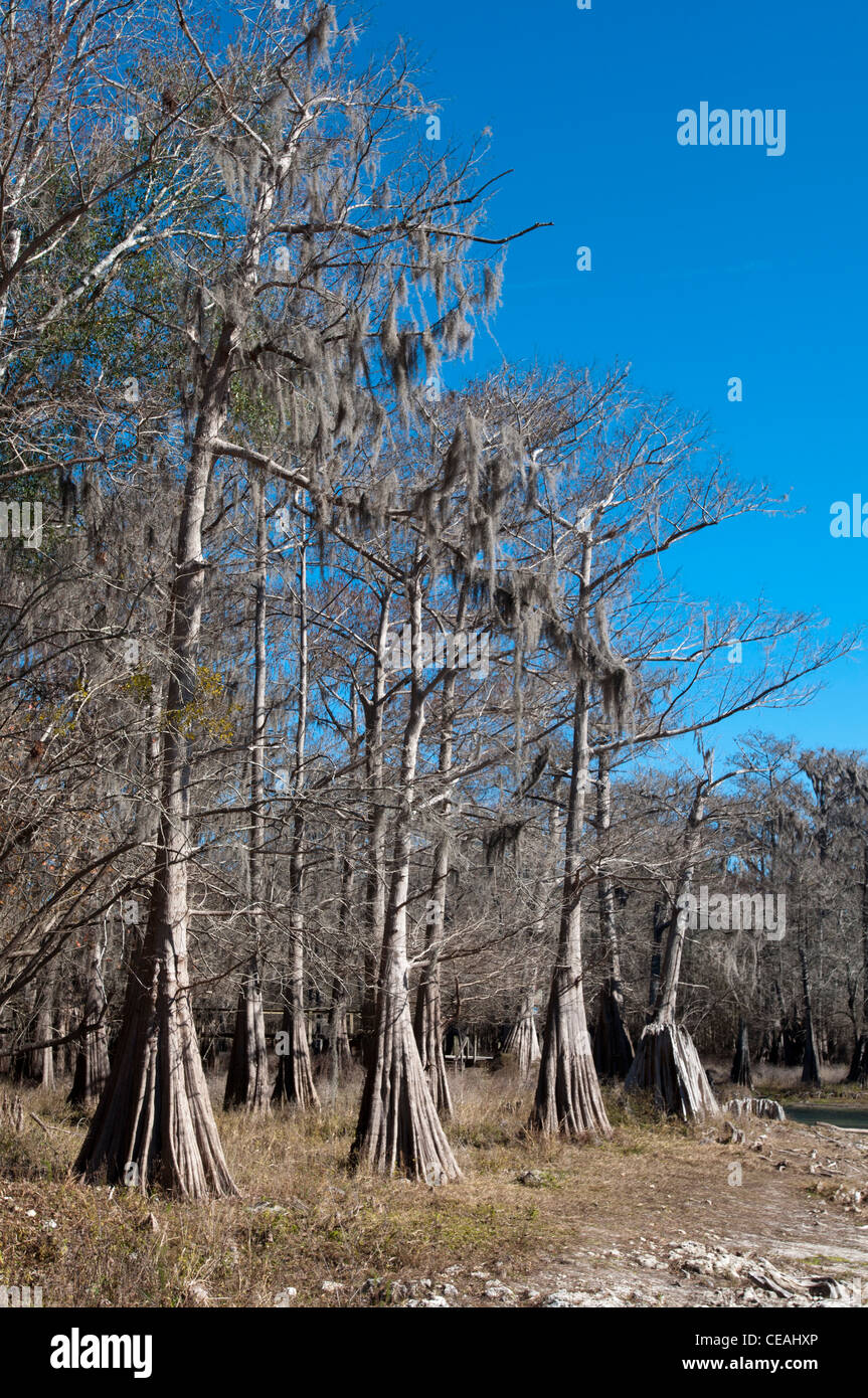 Bald Cypress trees, Taxodium distichum near Santa Fe river, Florida, United States, USA Stock Photo