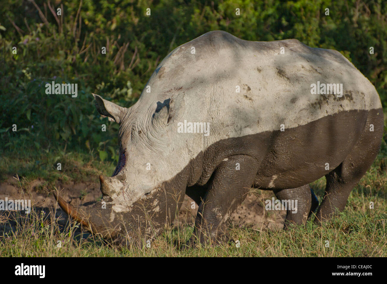White Rhino grazing after mudbath having a black and white appearance Stock Photo