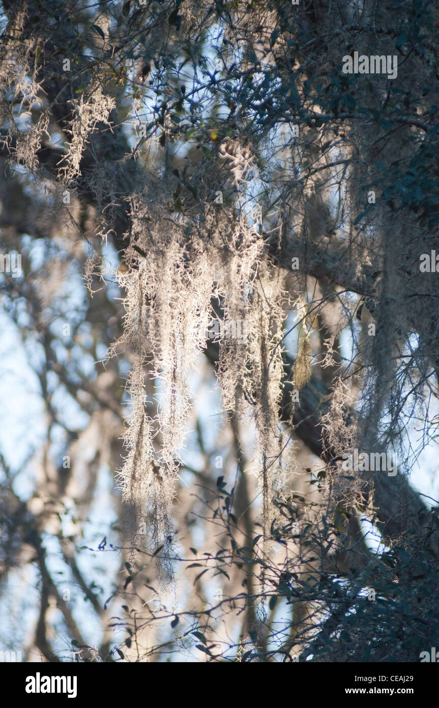 Spanish moss hi-res stock photography and images - Alamy