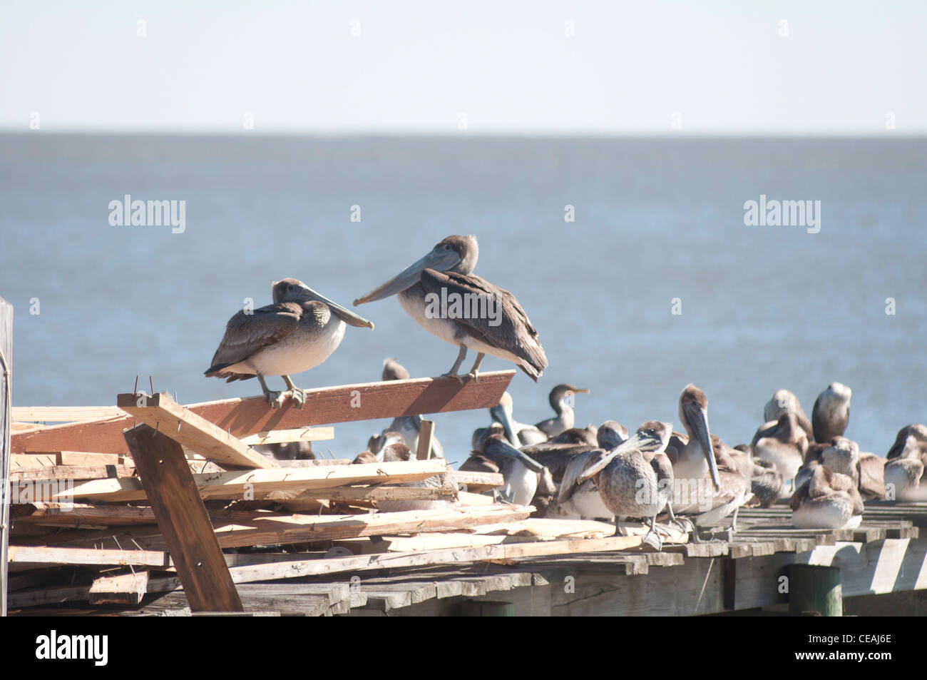 Brown Pelicans sitting on pier in Cedar Key, Florida, USA Stock Photo