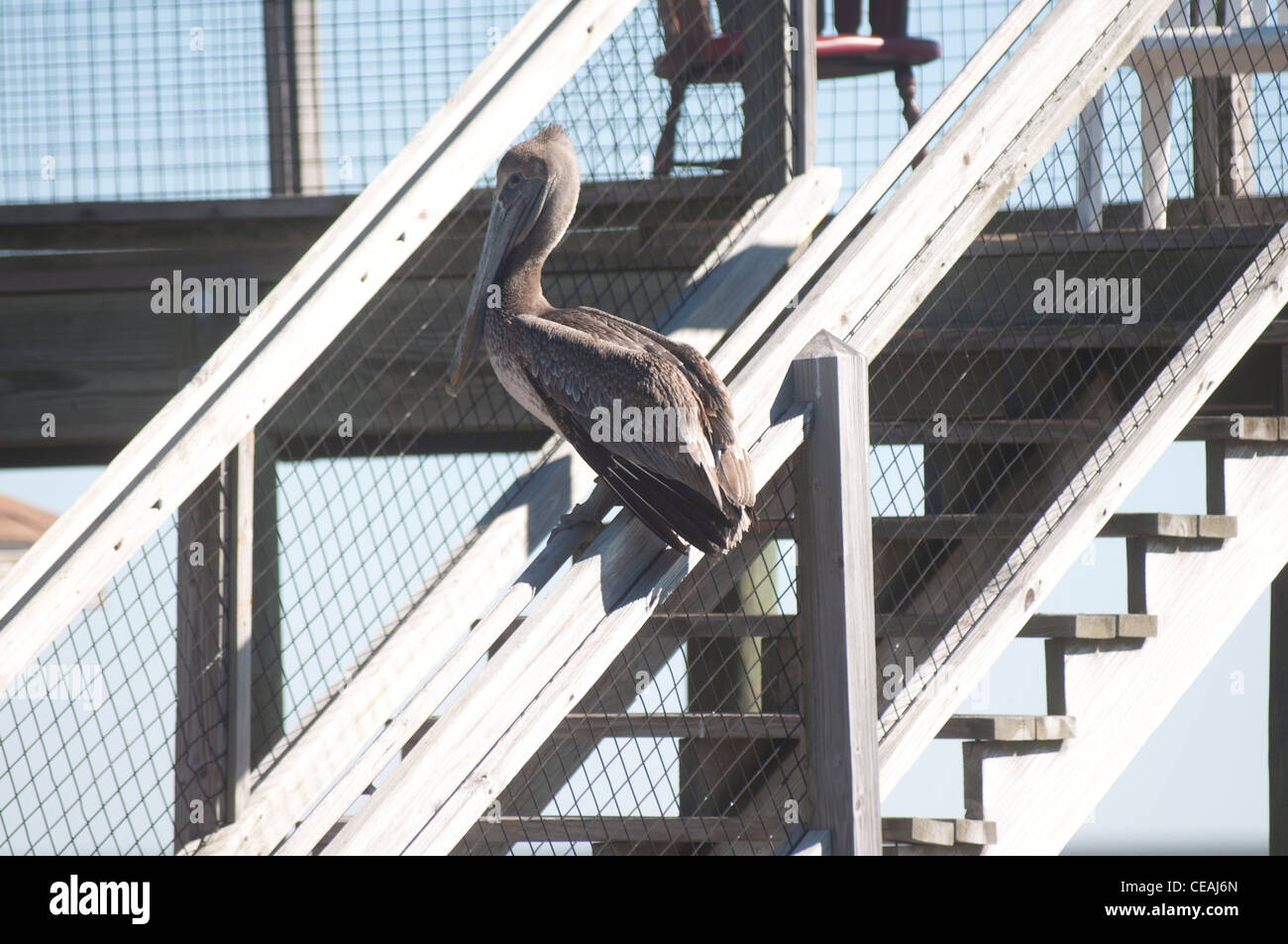 Brown Pelican sitting on pier stairs  in Cedar Key, Florida, USA Stock Photo