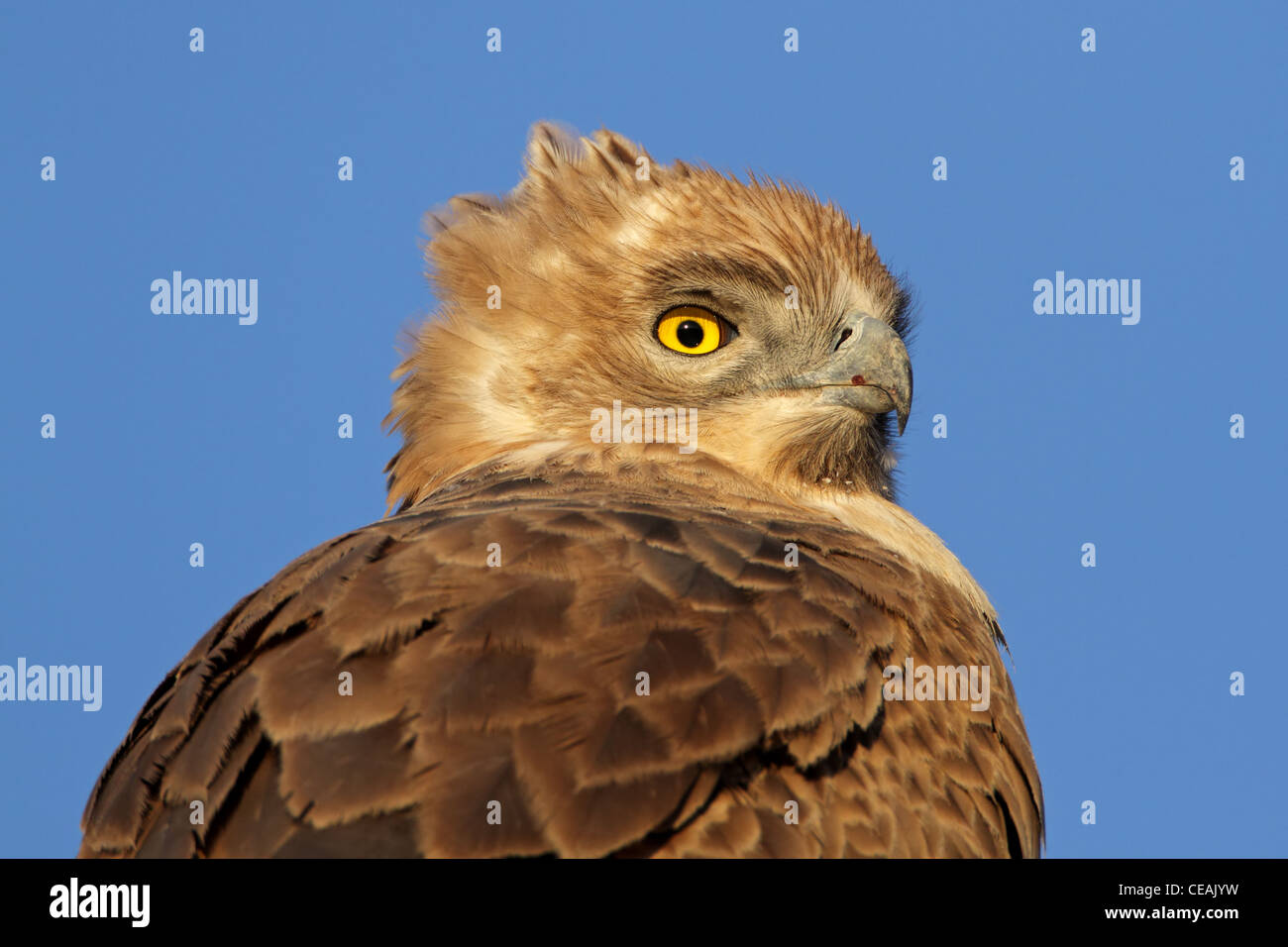 Portrait of a Tawny eagle (Aquila rapax) , South Africa Stock Photo