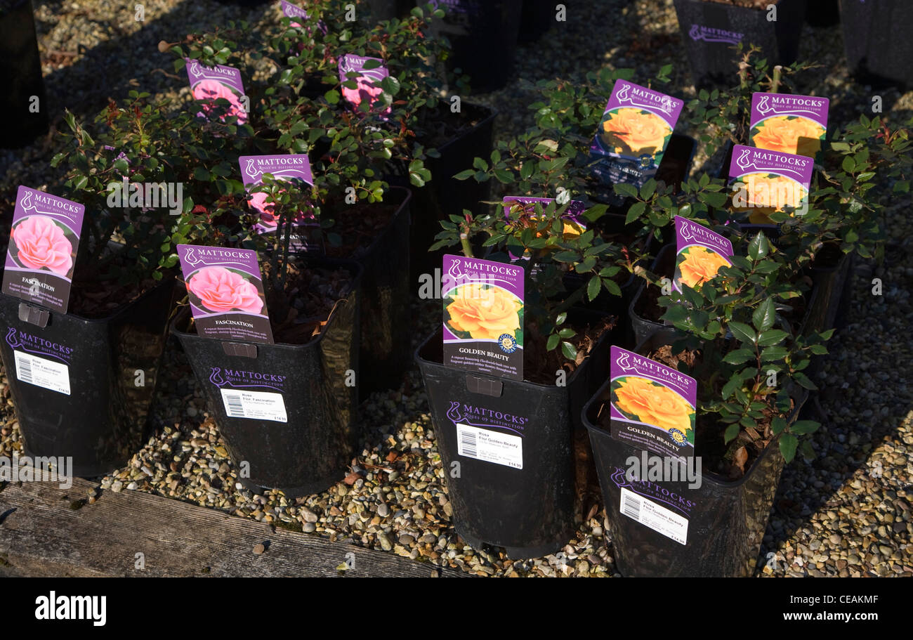 Potted rose plants in garden centre Stock Photo Alamy