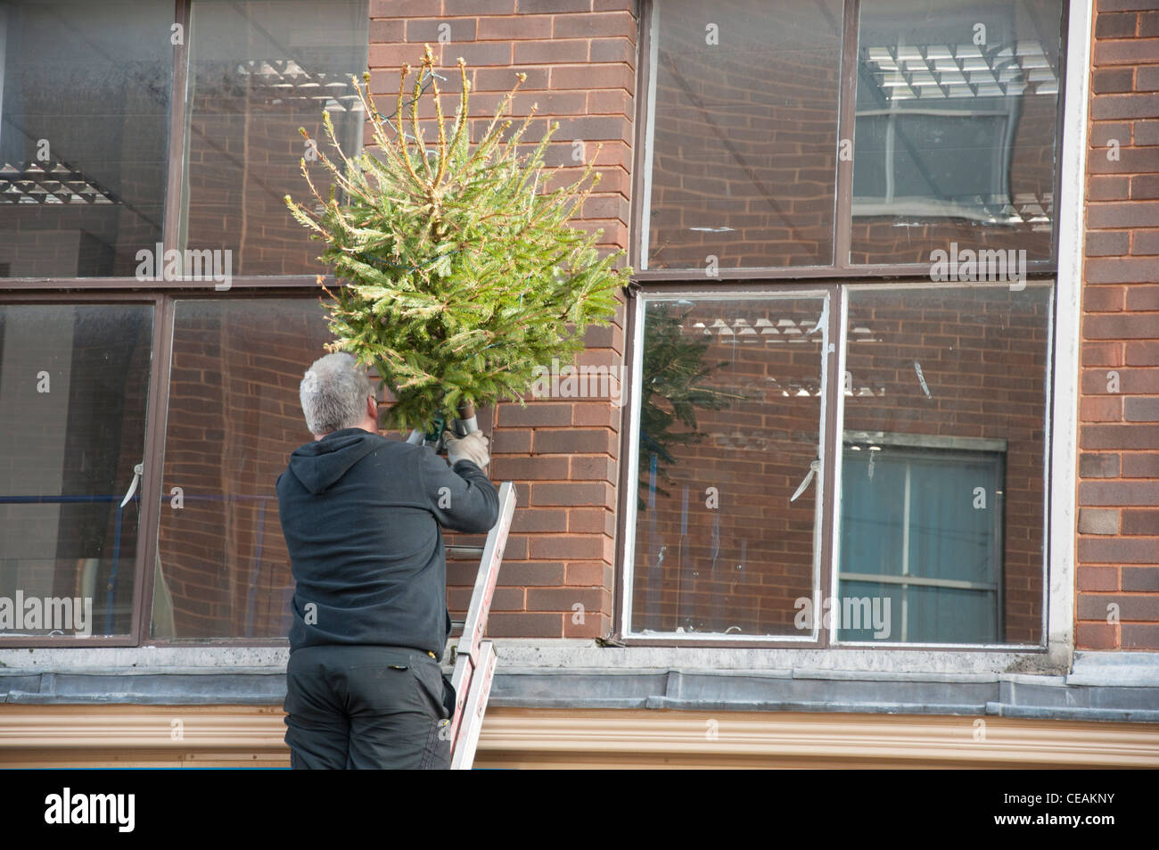 Man installing / removing Christmas tree decorating outside of building