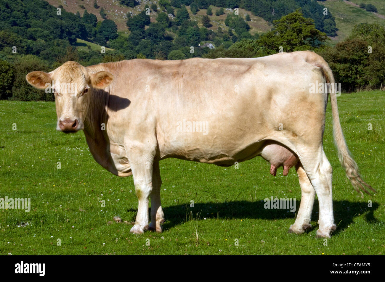 A brown cow side shot in a green field and mountain backdrop Stock ...