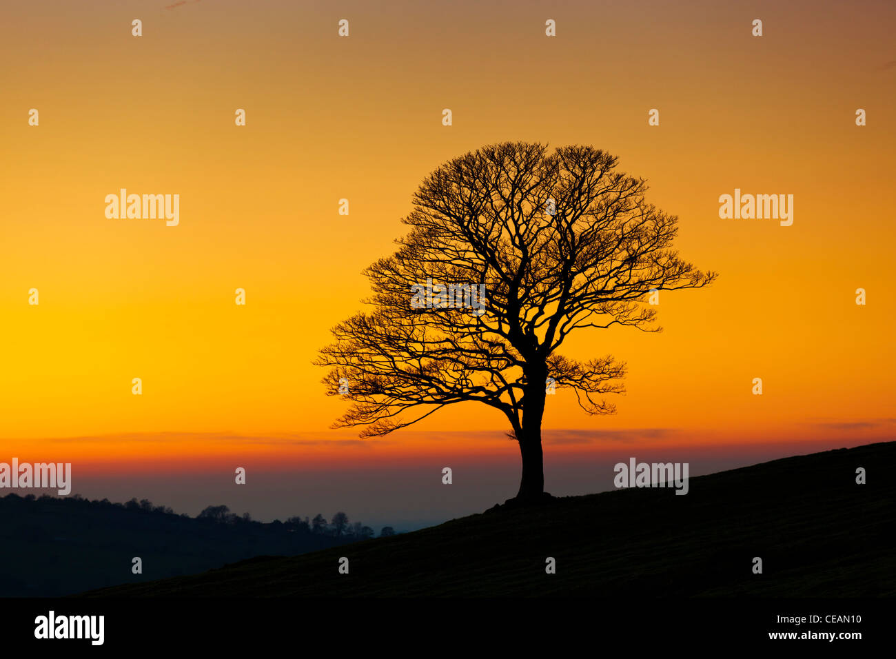 Tree on a hill - Winter tree empty of leaves on a winters day at sunset in the Roaches near Leek, Staffordshire, England, UK GB Europe One Tree Stock Photo
