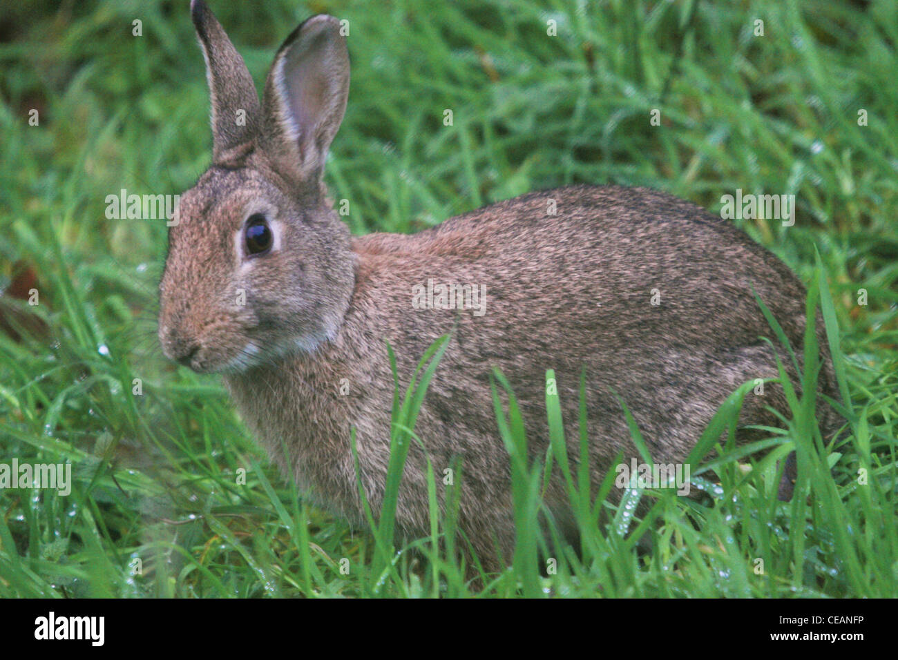 Rabbit pest hires stock photography and images Alamy