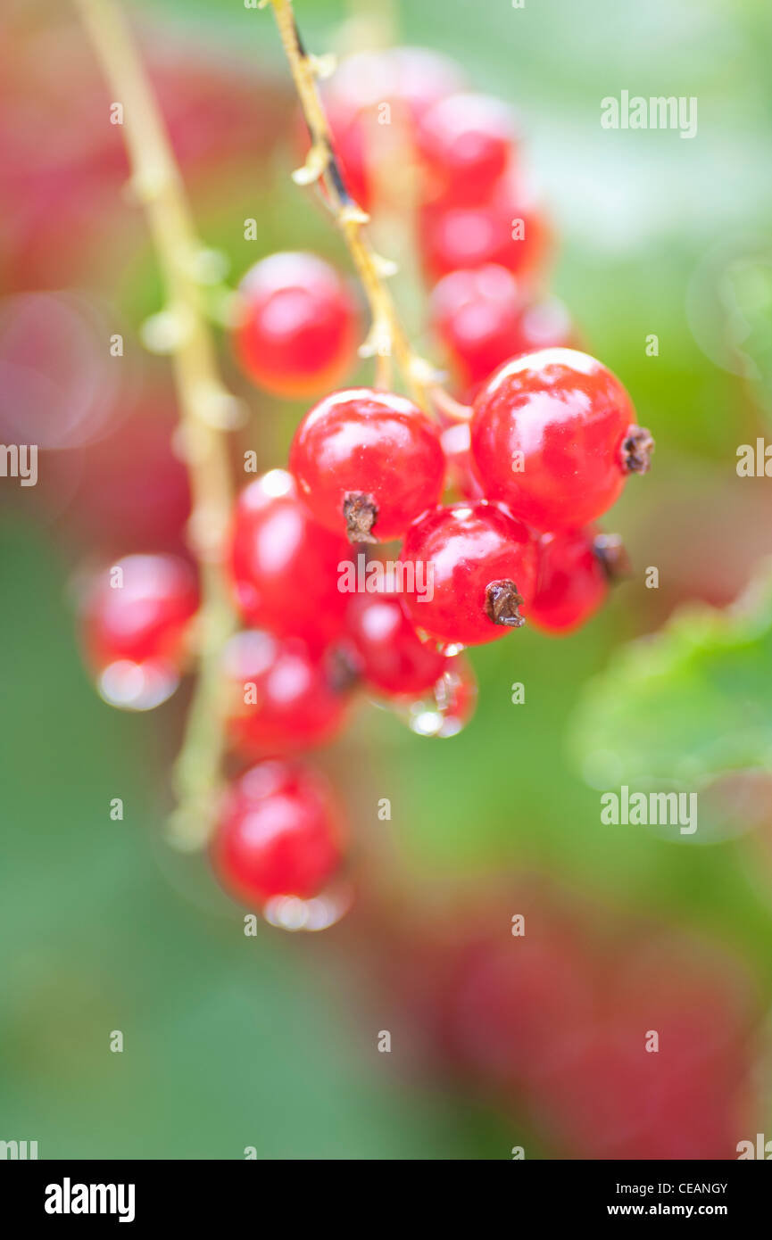 Close Up of Red Currants (Ribes rubrum) growing in garden Stock Photo