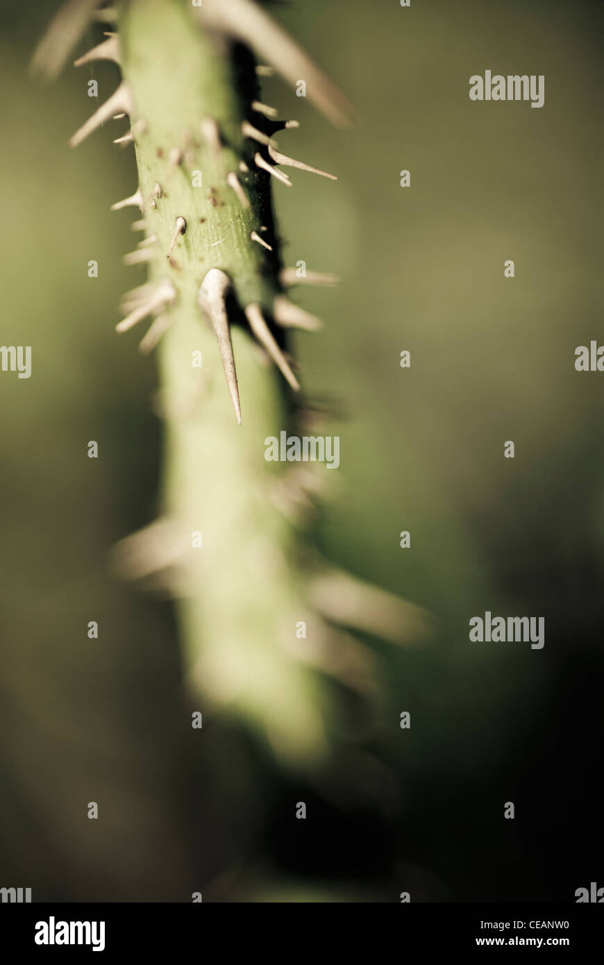 Rose With Thorns High Resolution Stock Photography and Images Alamy