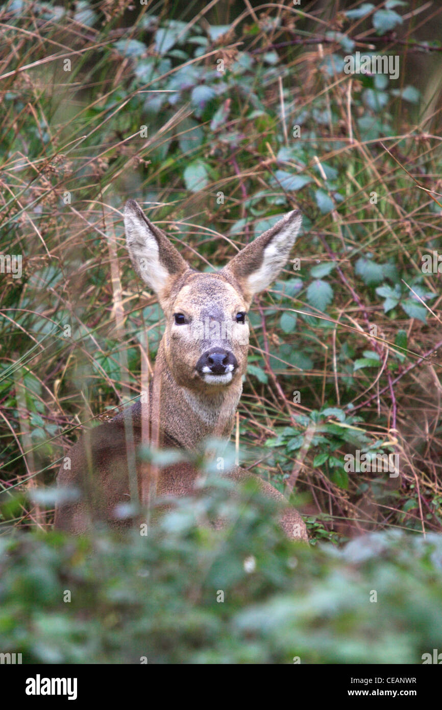 Roe Deer Does. Capreolus capreolus. Dorset, England. Stock Photo