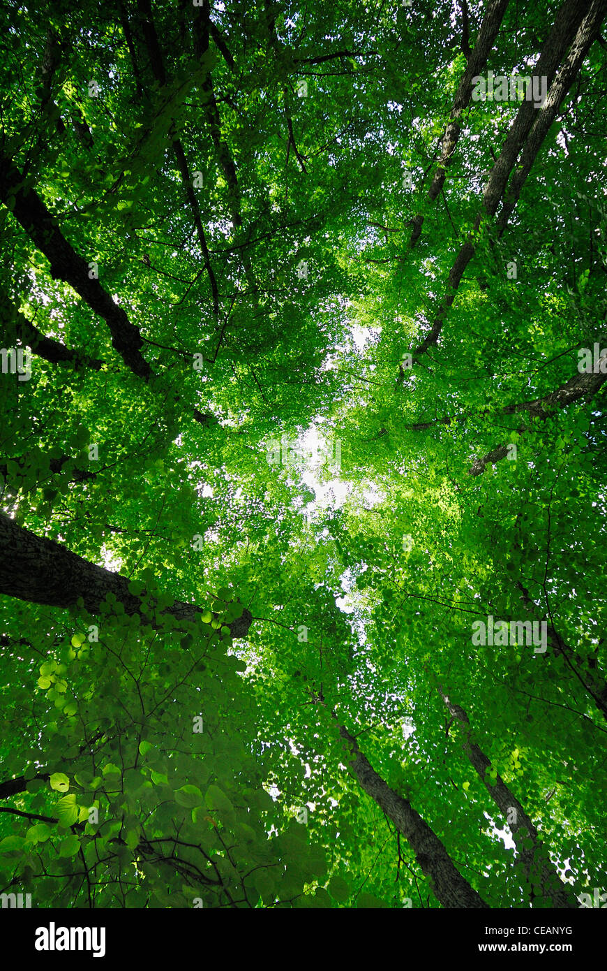 Trees viewed from below Stock Photo