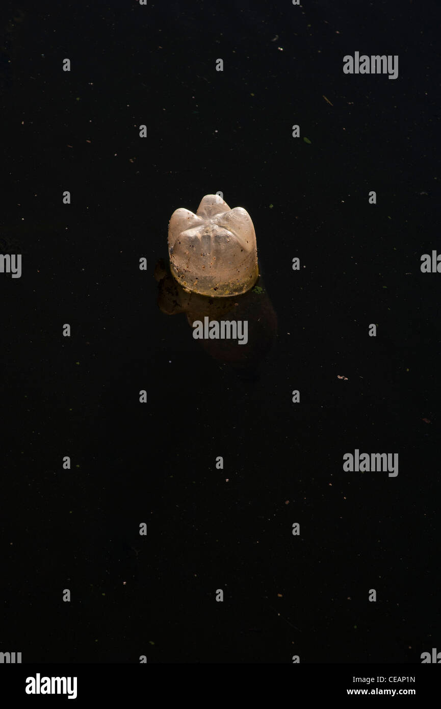 Plastic bottle floating in water Stock Photo Alamy