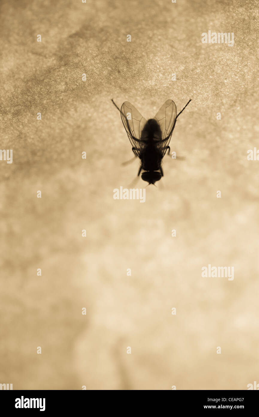 Worry Fly Fly the w hi-res stock photography and images - Alamy
