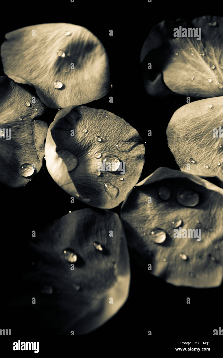 Rose petals floating in water Stock Photo Alamy