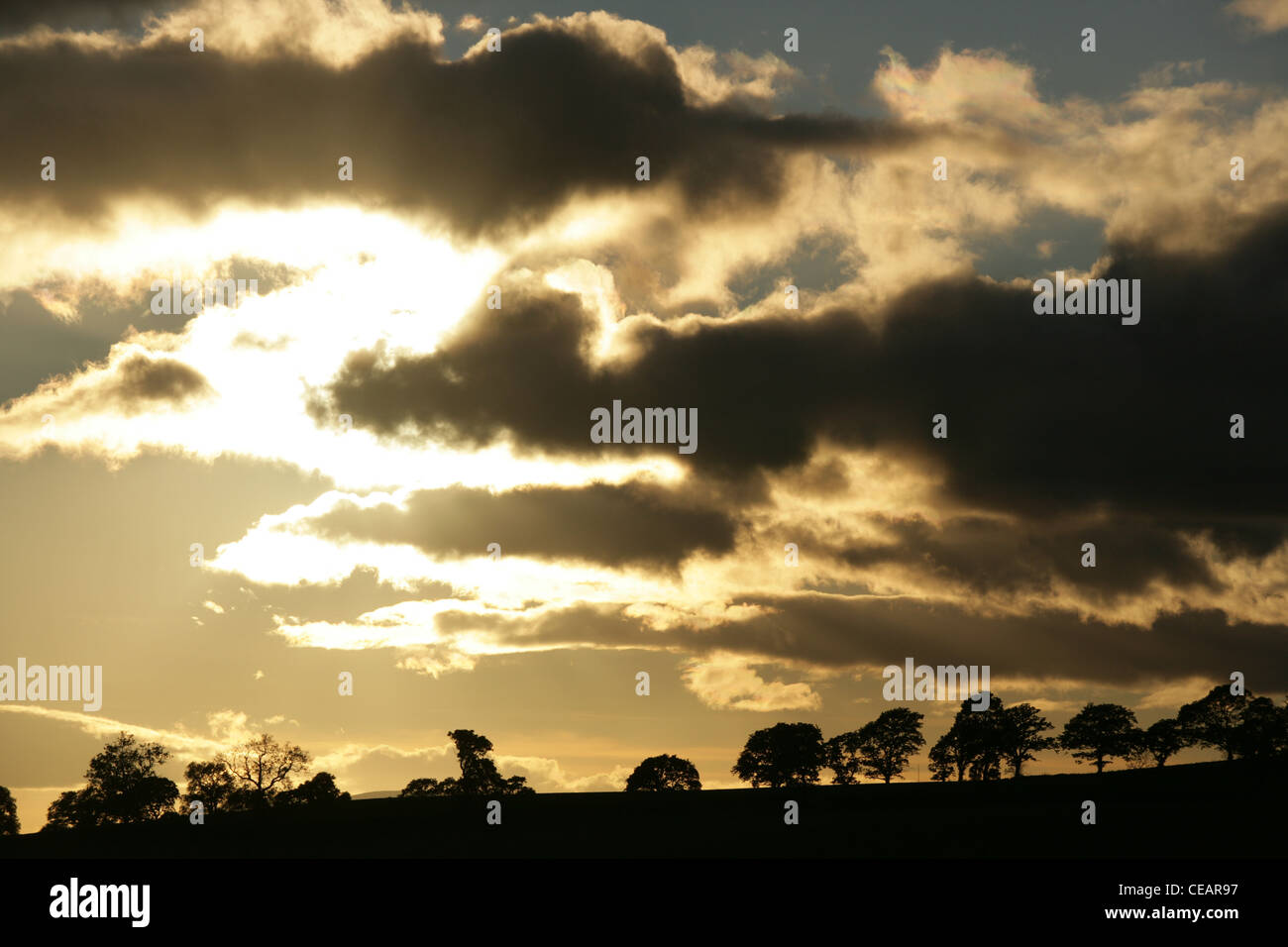 Line of Silhouetted trees with a dramatic sky Stock Photo - Alamy
