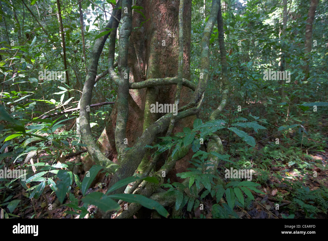 Primary tropical rainforest, jungle, Rewa, Rupununi, Guyana, South