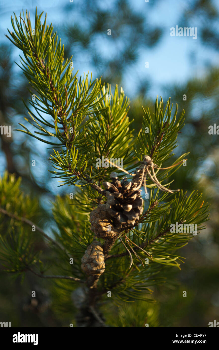 Falcon Lake Manitoba Canada Stock Photo Alamy