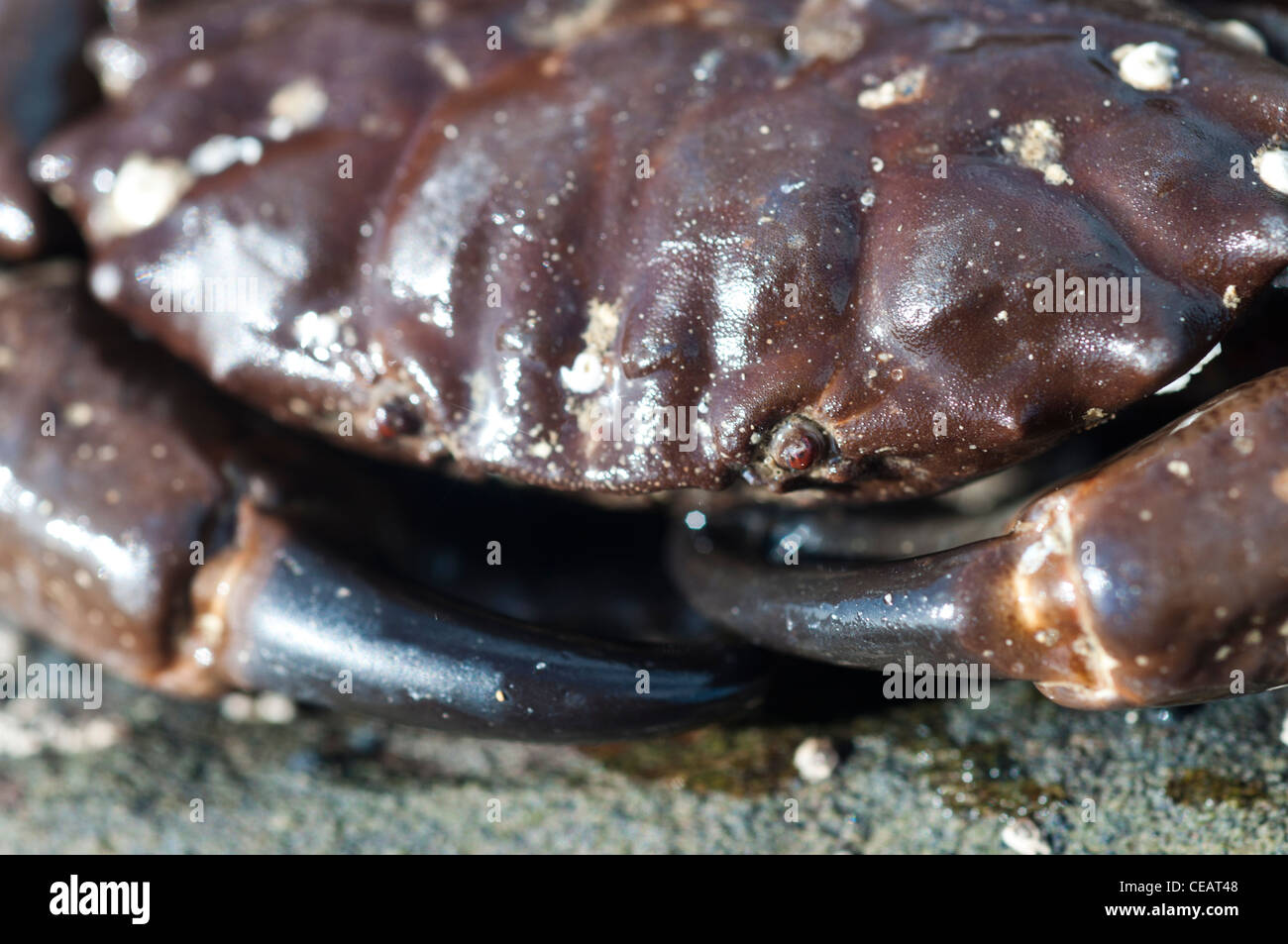 furrowed crab Stock Photo