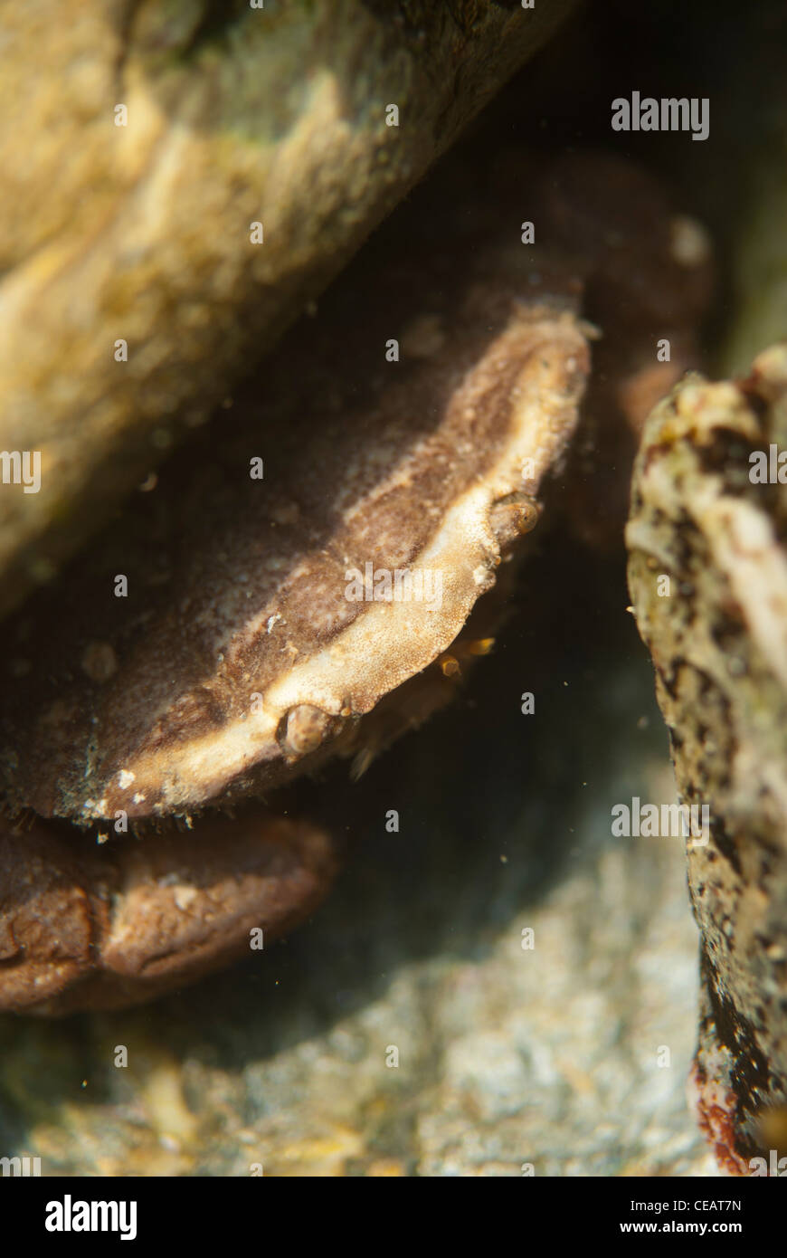 Risso's crab - Xantho pilipes Stock Photo