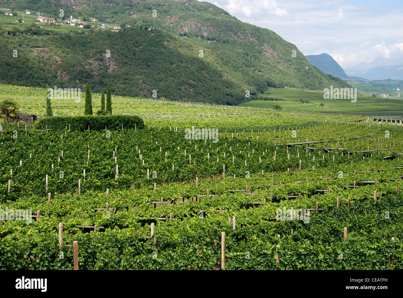 Vineyard in Tramin at the South Tyrolean wine route. Stock Photo