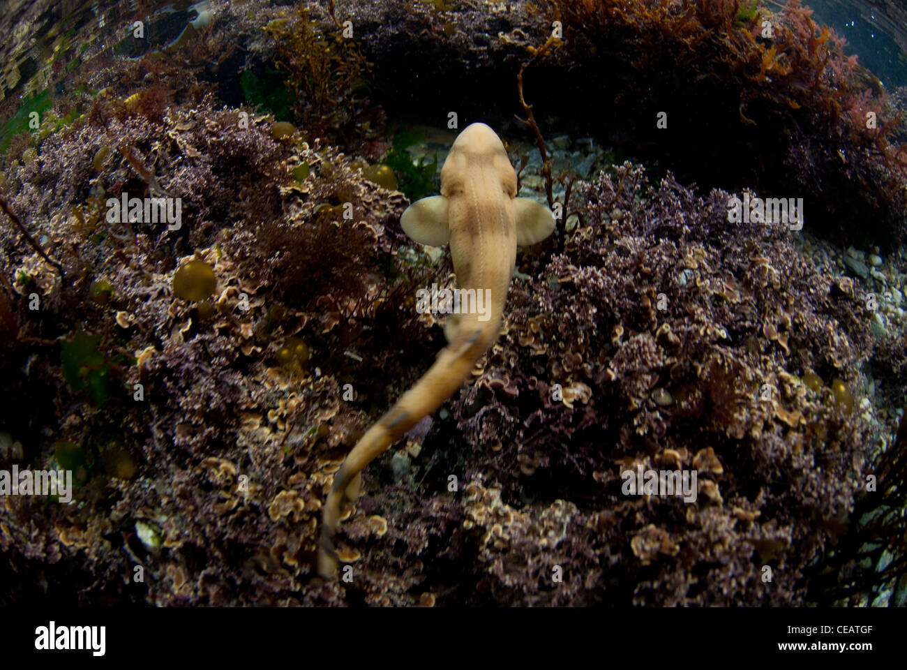 Juvenile dogfish Stock Photo