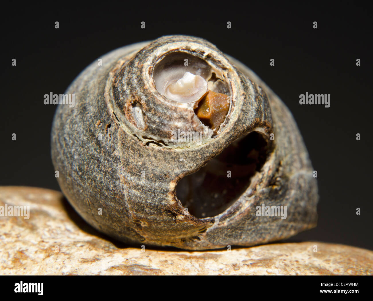 Macro image of a seashell on a stone. Sea shell closeup. Stock Photo