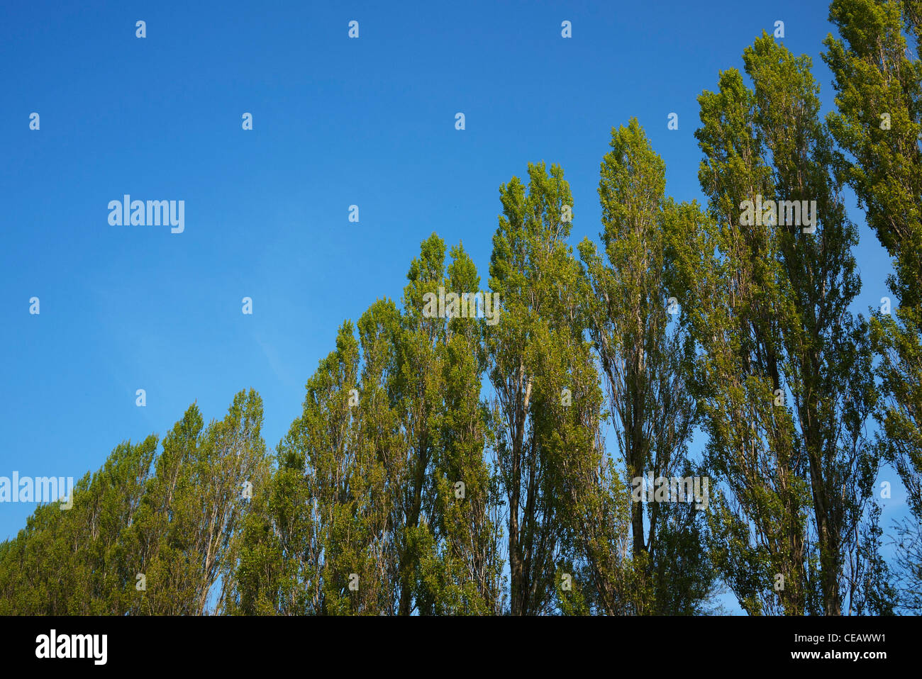 Poplar or Aspen trees in a line against a blue sky. UK. Stock Photo