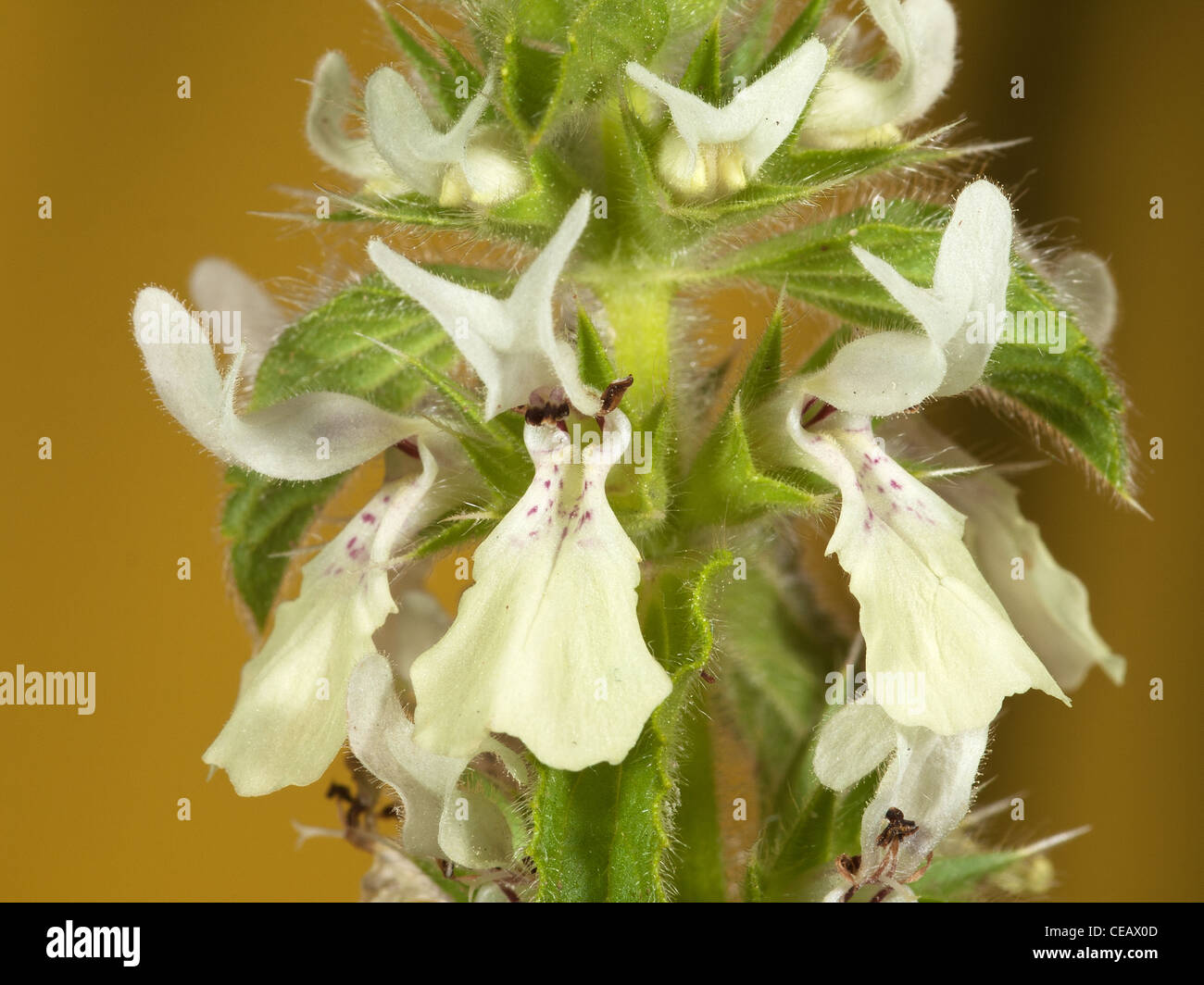 White dead nettle, Sideritis hirsuta, close up portrait of flowers with nice out focus background. Stock Photo