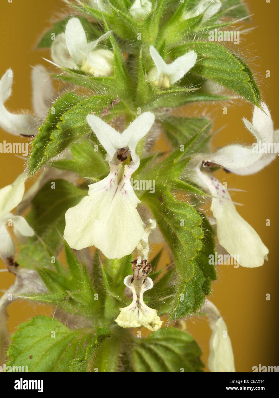 White dead nettle, Sideritis hirsuta, Close up portrait of flowers with nice out focus background. Stock Photo
