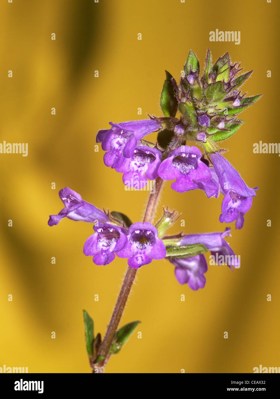 Wild Basil, Satureja vulgaris, vertical portrait of purple flowers with nice out focus background. Stock Photo