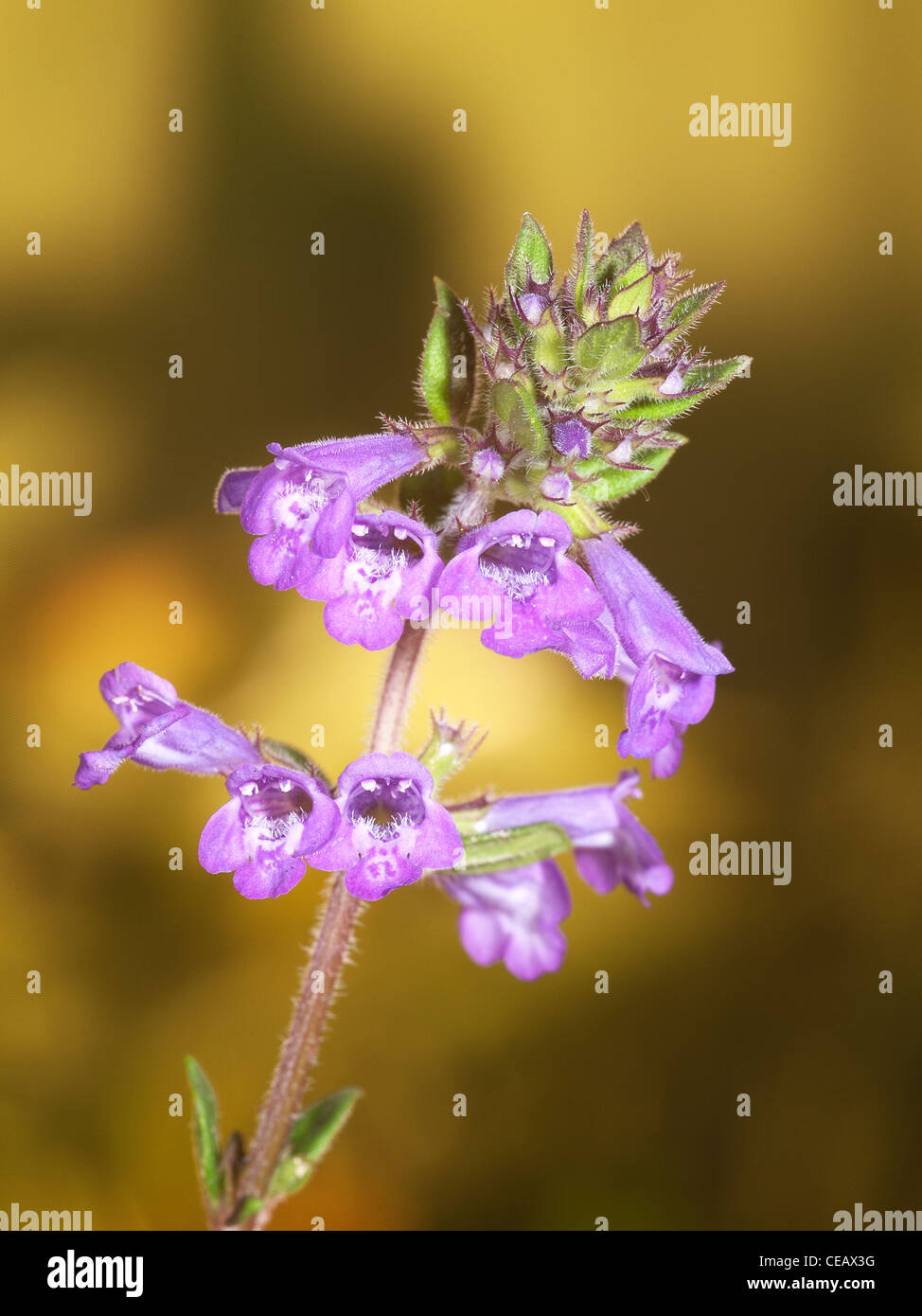 Wild Basil, Satureja vulgaris, vertical portrait of purple flowers with nice out focus background. Stock Photo