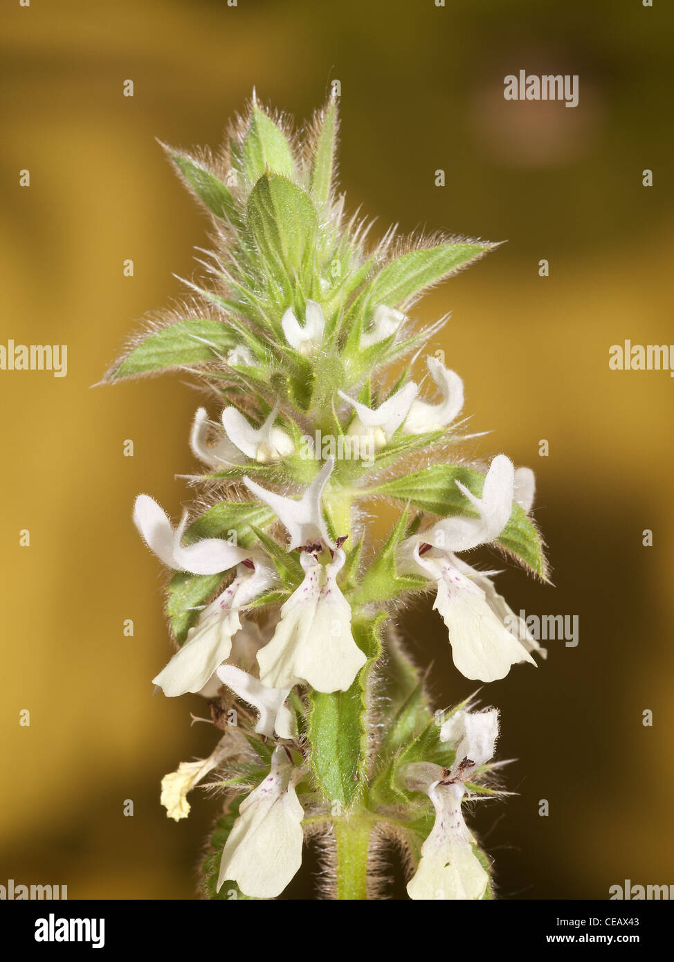 White dead nettle, Sideritis hirsuta, portrait of flowers with nice out focus background. Stock Photo