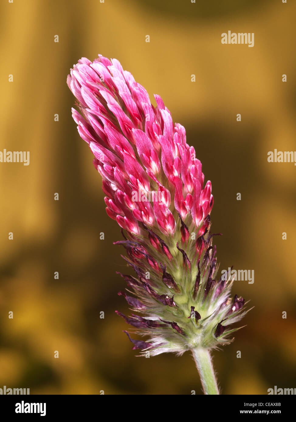 Crimson Clover, Trifolium incarnatum, vertical portrait of red flowers with nice out focus background. Stock Photo