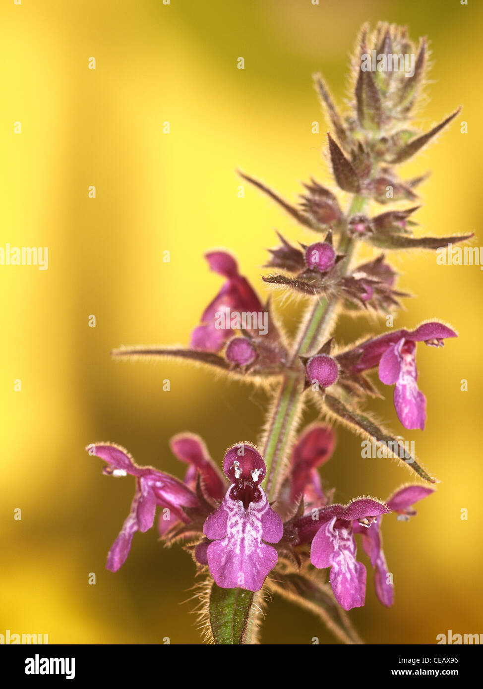 Hedge woundwor, Stachys sylvatica, portrait of purple flowers with nice out focus  yellow background. Stock Photo