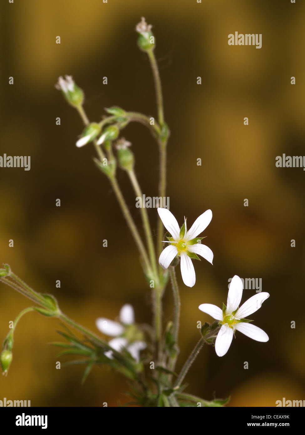 Slander leaf  Sandwort, Minuartia hybrida, portrait of white flowers with nice out focus background. Stock Photo