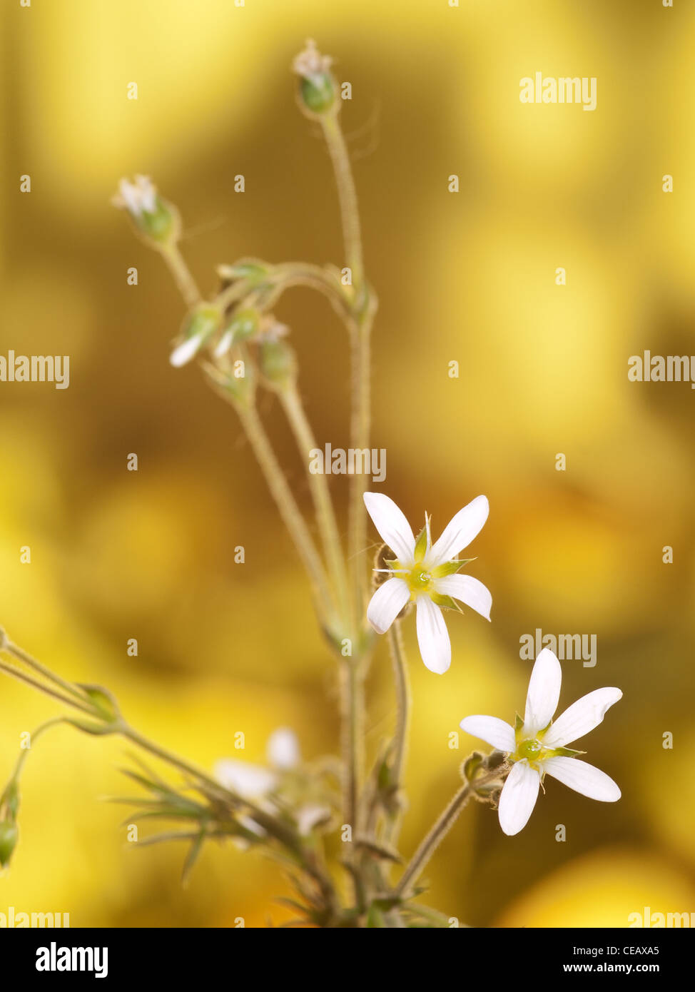Slander leaf  Sandwort, Minuartia hybrida, portrait of white flowers with nice out focus background. Stock Photo