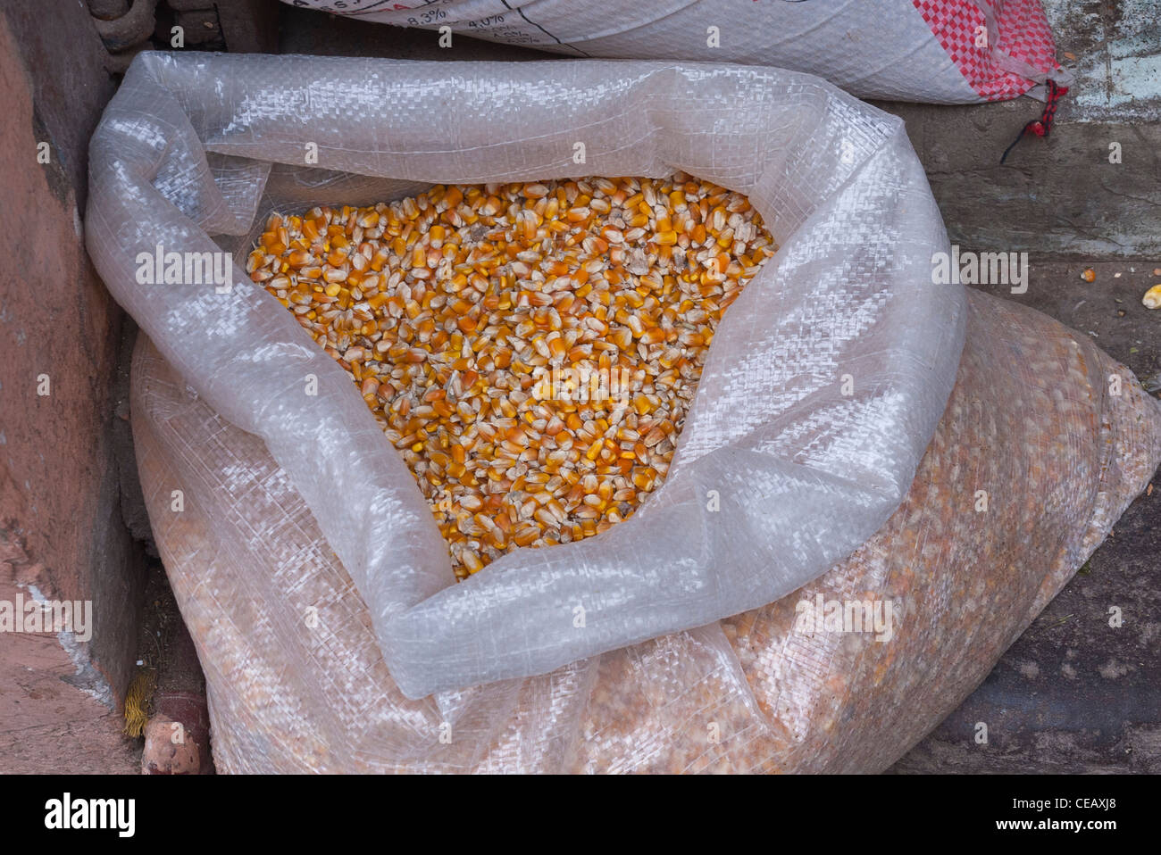 Corn sits High Resolution Stock Photography and Images - Alamy