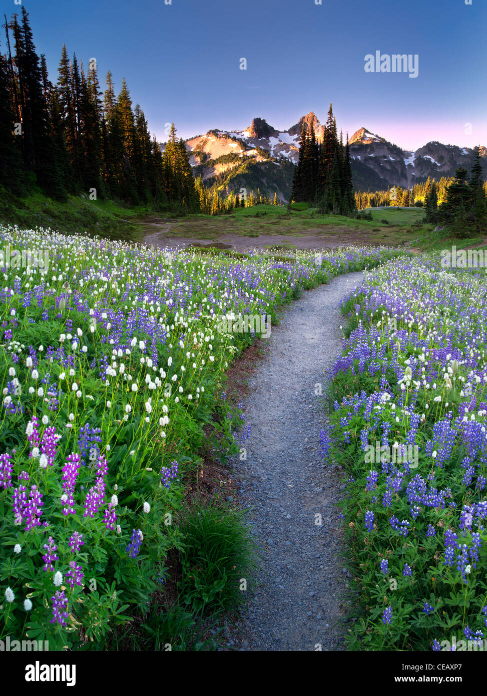 Wildflowers, path and Tatoosh Mountains. Mt Rainier National Park, Washington Stock Photo