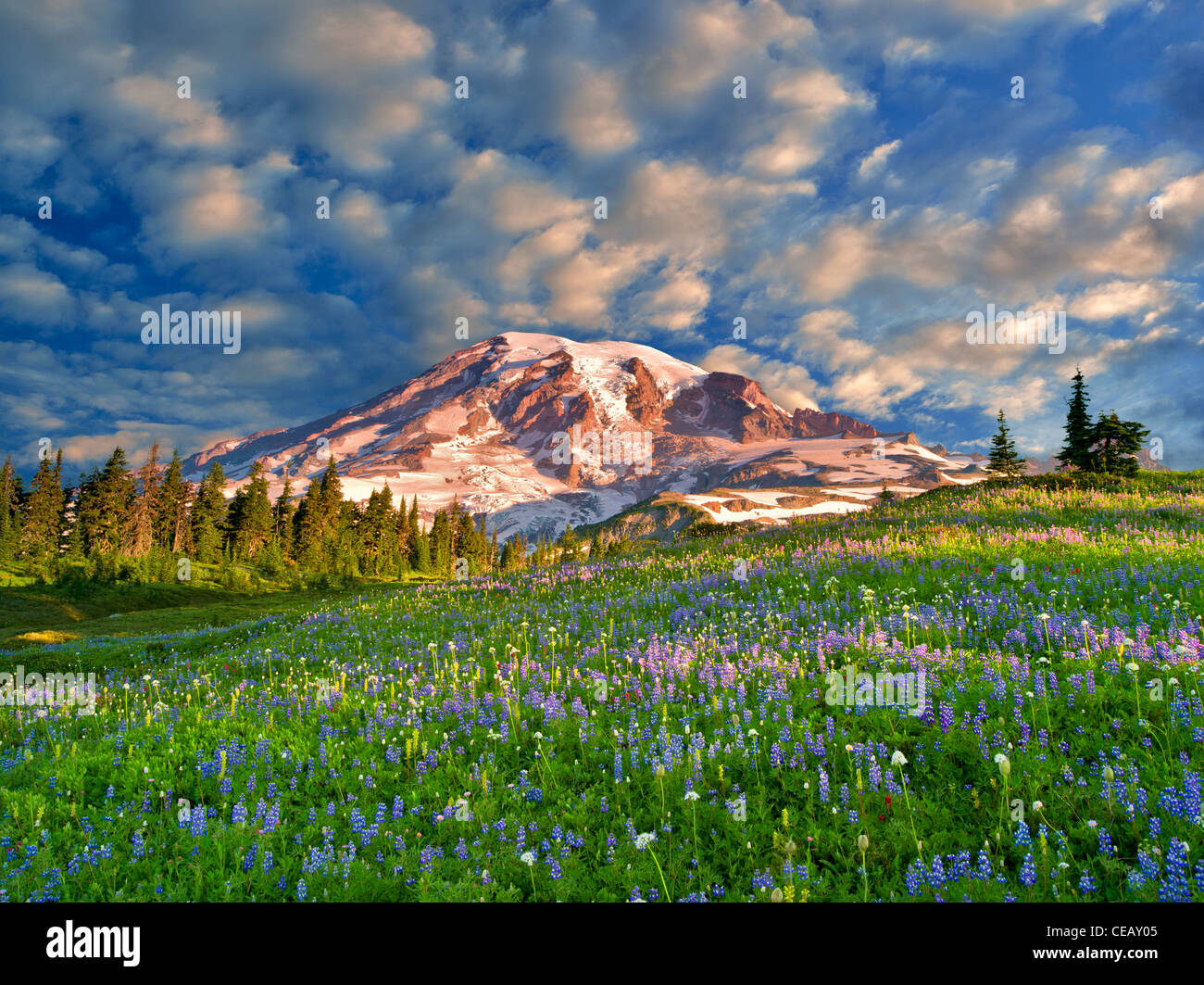 Wildflowers and Mt. Rainie. Mt. Rainier National Park, Washington Sky has beenm added Stock Photo