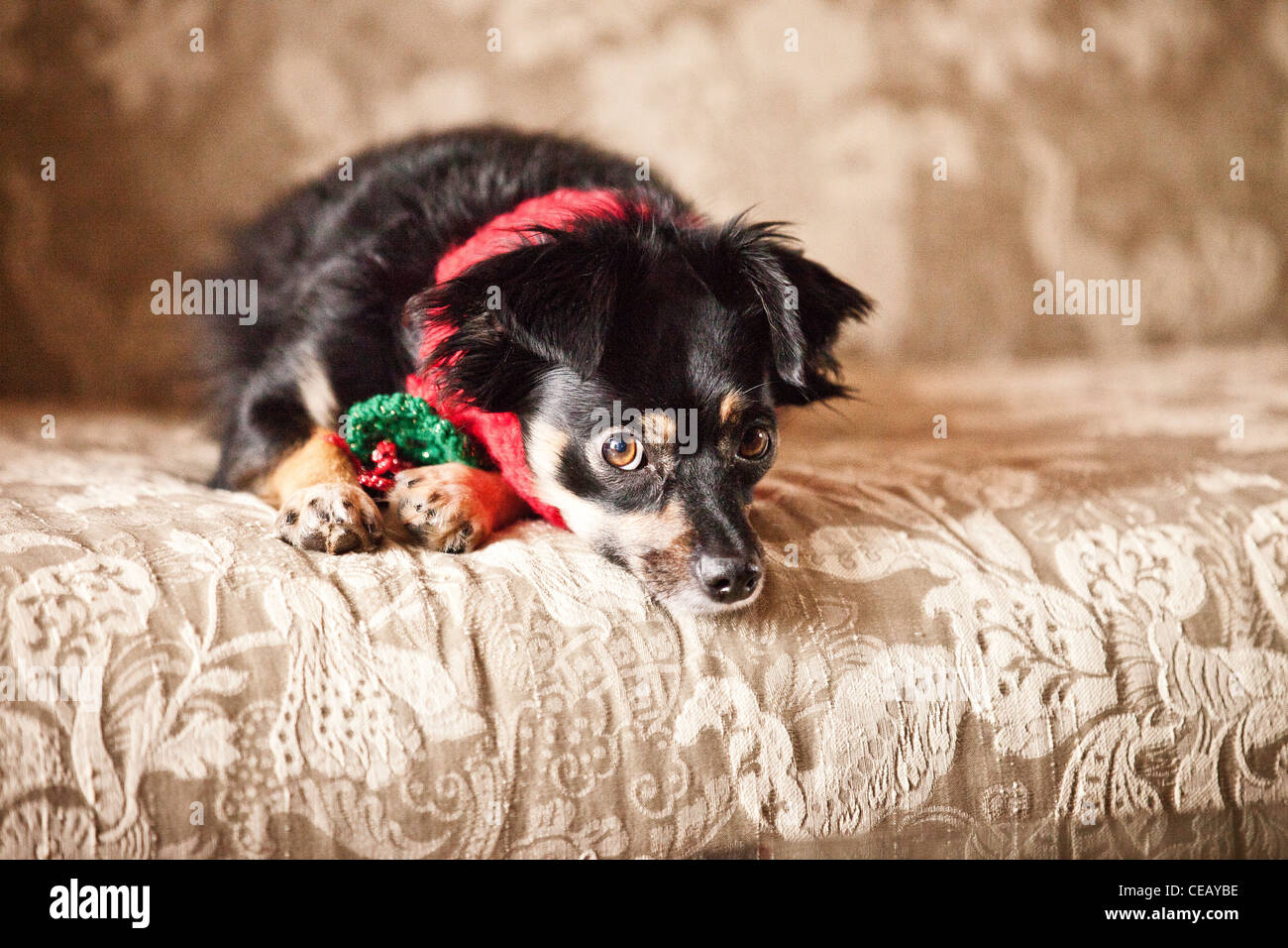 portrait of dog wearing scarf Stock Photo
