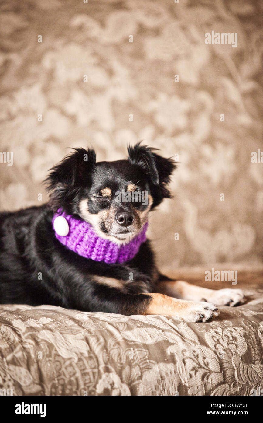 portrait of dog wearing scarf Stock Photo Alamy
