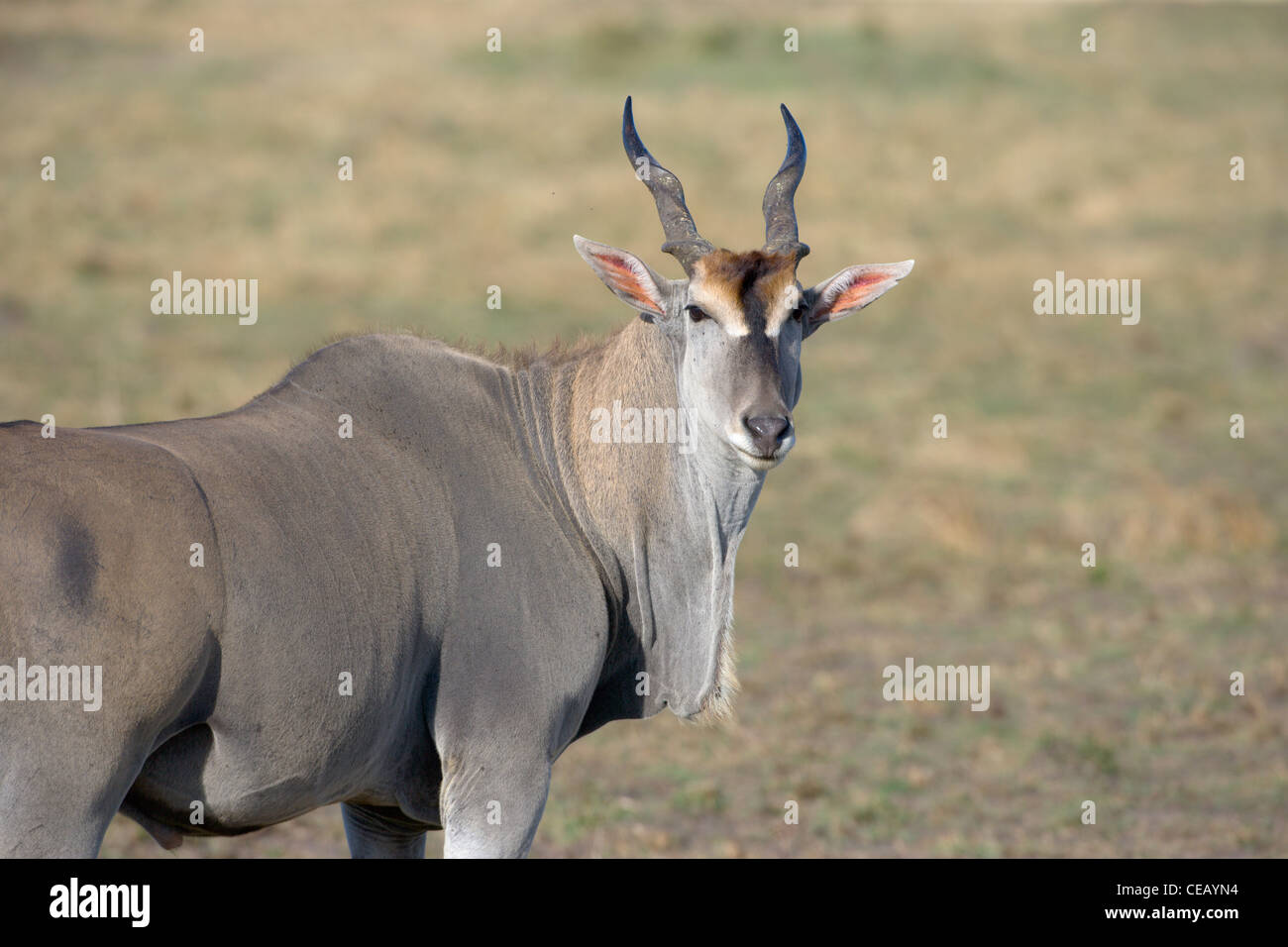 Male Eland, Taurotragus oryx. Masai Mara, Kenya Stock Photo - Alamy