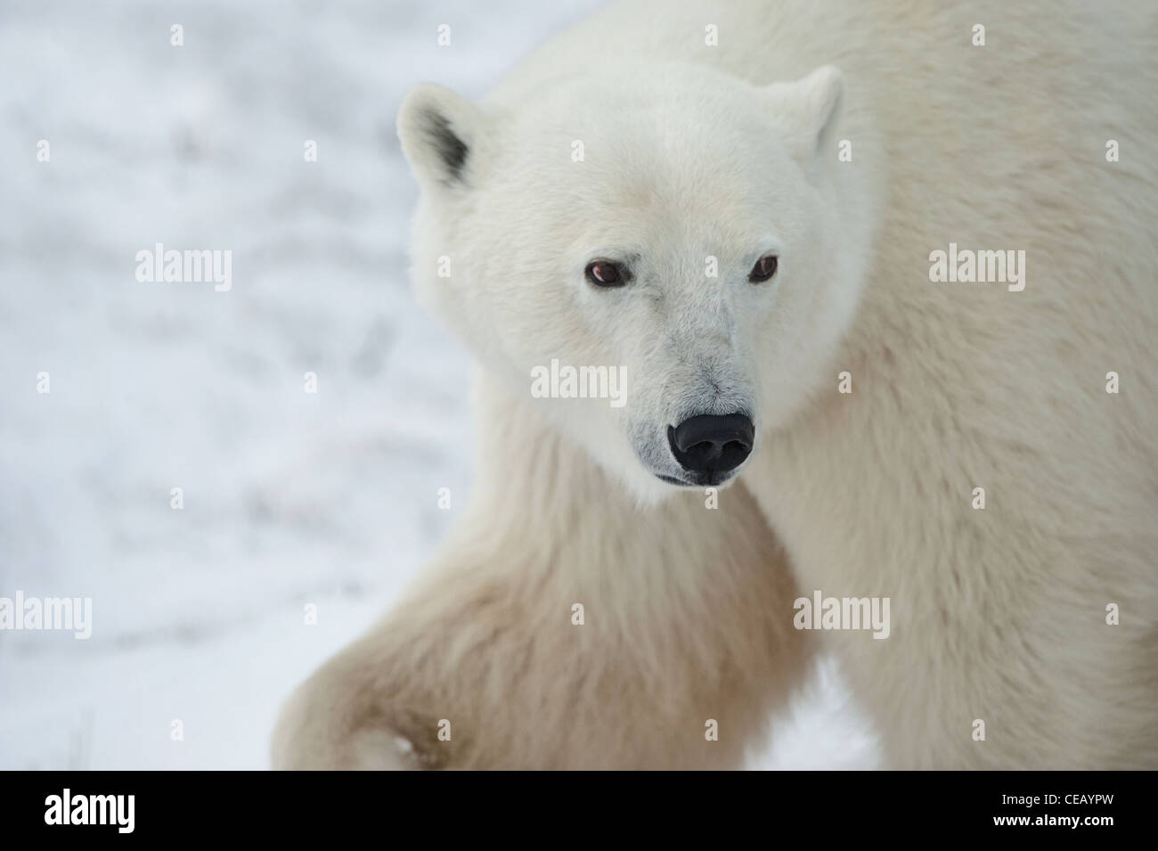 Polar Bear. Stock Photo