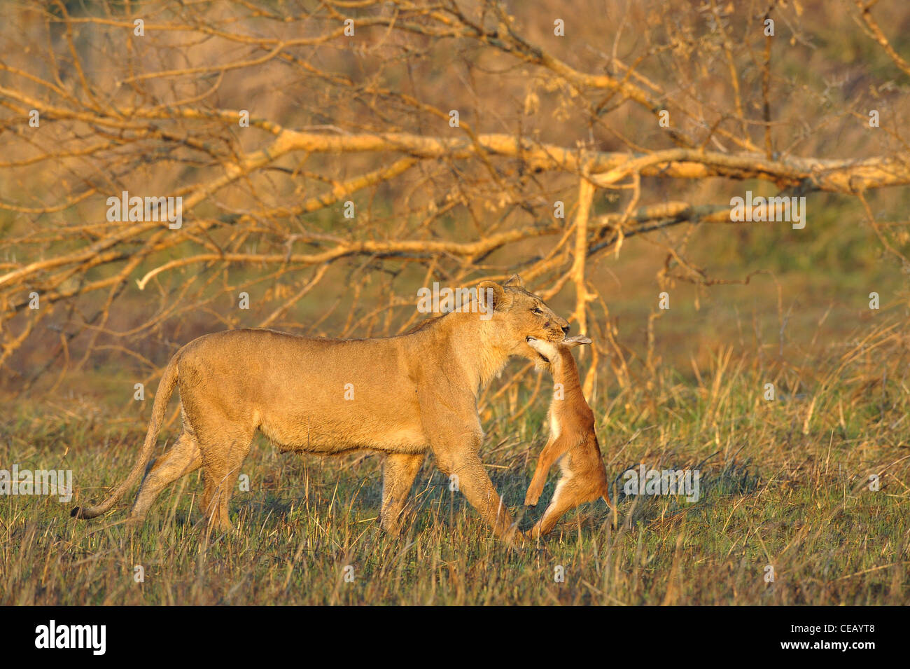 A lioness with new-born antelope prey. Stock Photo