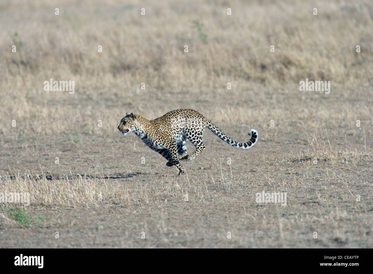 Female African Leopard, Panthera pardus, running. Masai Mara, Kenya. Stock Photo
