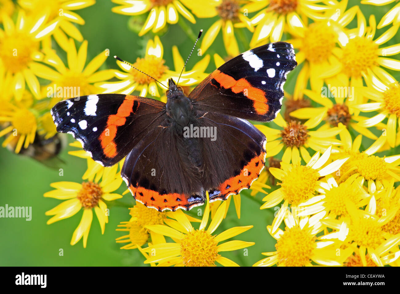 Red Admiral ( Vanessa cardui ) butterfly on Common Ragwort ( Senecio jacobaea ) wild flower Stock Photo